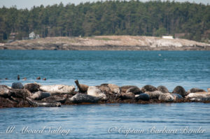 Lots of Harbor Seals