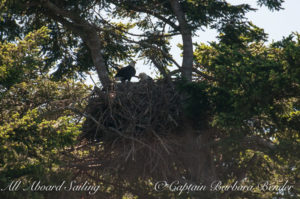 Bald eagles - one just returning with food