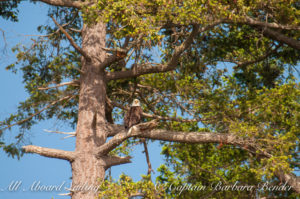 Bald Eagle watches everything