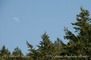 Bald eagle under half moon