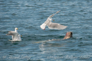 Gulls trying to steal a piece of fish from a sea lion