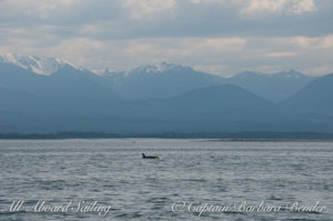 Orca with Olympic Mountains - Dungeness Spit