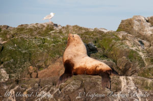 Steller sea lion looking stellar