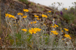 Eriophyllum lanatum - Oregon sunshine/Wooly sunflower