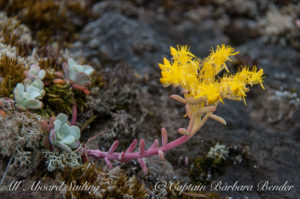 Sedum spathulifolium - Broadleaf Stonecrop