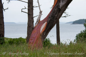 Pacific Madrone Tree