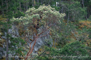 Pacific Madrone in flower