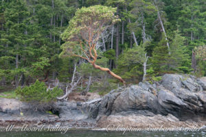 Pacific Madrone