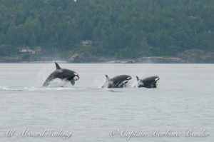 Transient Orcas T36A, T65B, T65A