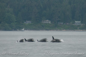 Transient Orcas Porpoising