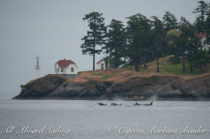 Sailing with Biggs 'Transient' Orcas passing Turn Point Lighthouse