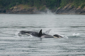 Sailing with Biggs 'Transient' Orcas T36A with T36A3 surfacing (?) and T65A in the back