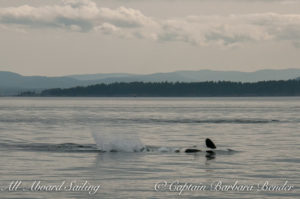 Transient Orca Inverted Tail Lob