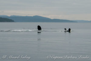 Sailing with whales T123A and T123 - multiple Pectoral fin slaps on the water