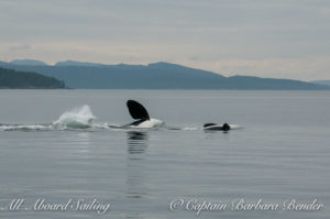 Whale watching with T123A and T123 - multiple Pectoral fin slaps on the water