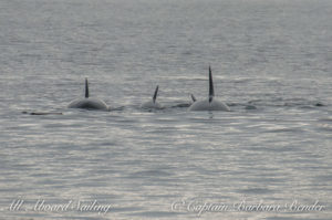 Whale watching Sailing