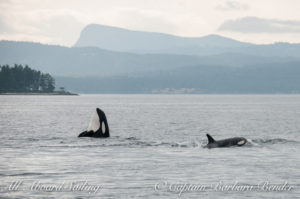 Syphon Whale watching sailing