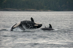 Breach - whale watching sailing