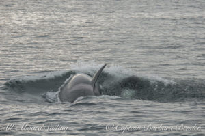 Whale watching Sailing