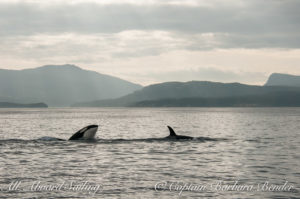 Whale watching Sailing North to Saltspring Island