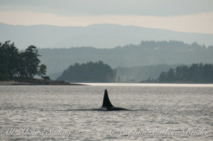 T93 in Moresby Passage - He is approximately 53 yrs old (estimated year of birth is 1963)