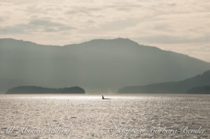 Whale watching sailing Saltspring Island