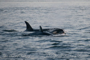 Whale watching Sailing with T77C, T75B2, T77D