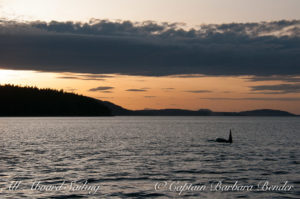 Whale watching sailing with T77B North in San Juan Channel