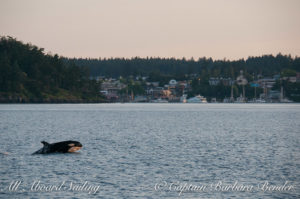 Whale watching sailing with T77E Porpoising past Friday Harbor