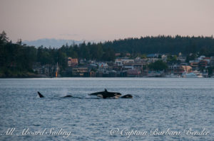 Whale watching sailing passing Friday Harbor with Transient Orcas