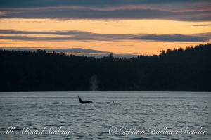 Whale watching sailing T77B, passing Point Caution