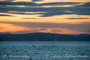 Transient families - sunset San Juan Channel