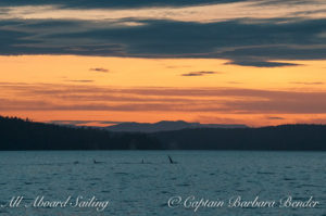 Whale watching Transient families - sunset San Juan Channel