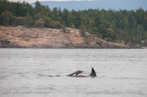 T36A with a calf popping up behind her