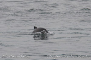 Lucky harbor porpoise hanging out near the transient orcas