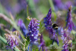 Bumble bee on Purple Vetch, Yellow Island