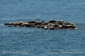 Harbor Seals, Yellow Island