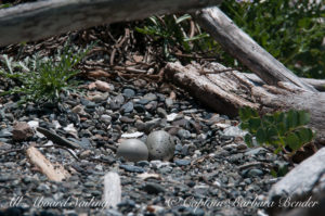 Black Oyster Catcher eggs