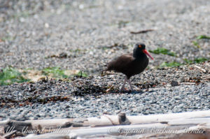 Black Oyster Catcher