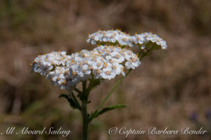 Yarrow