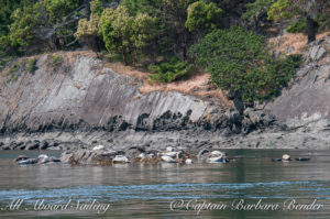 Harbor Seals, Cactus Islands