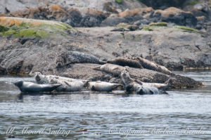 Harbor seals hauled out