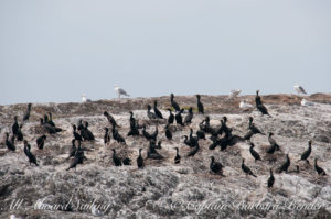 Double crested Cormorant Colony