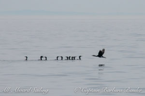 Pelagic Cormorants