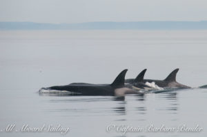 Transient Orca family