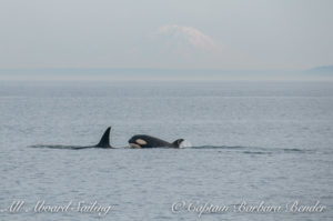 Large eye patch on calf, Mount Rainier in distance