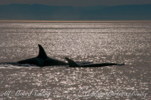 Transient orca silhouettes