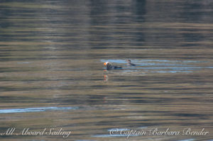 Tufted Puffin and Rhinoceros Auklet