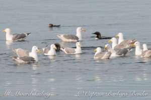 Pacific Loons, with Glaucous Winged Gulls and Rhinoceros Auklet