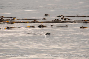 Harbor Seal in Kelp